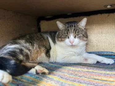 Batman* (Chat trouvé),  young European Shorthair for adoption at SPA Genève, Geneva