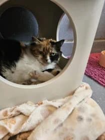 Niro* (Chat trouvé) #En famille,  4yo European Shorthair for adoption at SPA Genève, Geneva