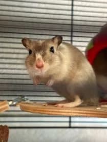 Ping, male Mixed Breed for adoption at SPA Genève