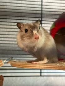 Ping, male Mixed Breed for adoption at SPA Genève — photo 2 of 2