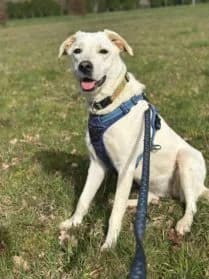 Asia, female mixed breed for adoption at SPA Genève