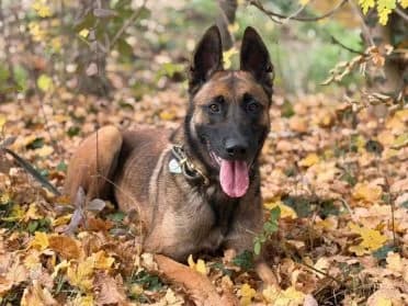 Rambo #Réservé, male 3yo Belgian Malinois for adoption at SPA Genève, Geneva