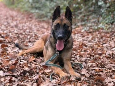 Rambo, male Belgian Malinois for adoption at SPA Genève — photo 2 of 3