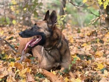 Rambo, male Belgian Malinois for adoption at SPA Genève — photo 3 of 3