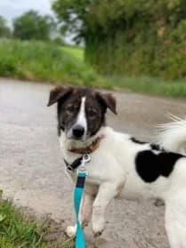 Dogy,  Mixed Breed for adoption at SPA Genève