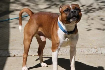 Simba,  Staffordshire Bull Terrier for adoption at SPA Genève — photo 5 of 5