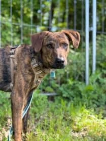 Max, male puppy mixed breed for adoption at SPA Genève, Geneva