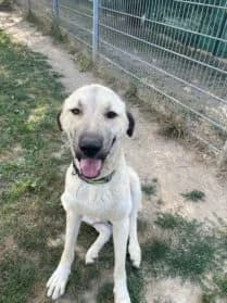 Paco, male young mixed breed for adoption at SPA Genève, Geneva