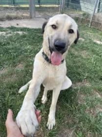 Paco, male mixed breed for adoption at SPA Genève — photo 2 of 3