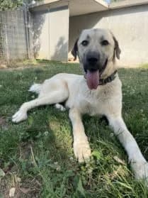 Paco, male mixed breed for adoption at SPA Genève — photo 3 of 3
