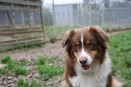 See-Jay,  5yo Australian Shepherd for adoption at SPA Genève, Geneva