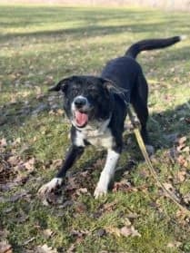 Onyx, male Border Collie for adoption at SPA Genève, Geneva
