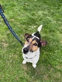 Jack, male 5yo Jack Russell Terrier for adoption at SPA Genève, Geneva