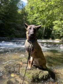 Sara #Réservée,  young Belgian Malinois for adoption at SPA Genève, Geneva