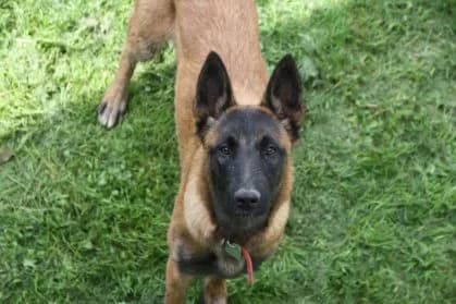 Sara #Réservée,  Belgian Malinois for adoption at SPA Genève — photo 2 of 3