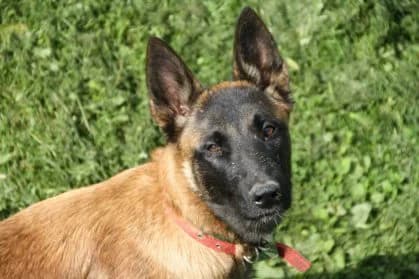 Sara #Réservée,  Belgian Malinois for adoption at SPA Genève — photo 3 of 3