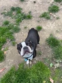 Oréo #En cours d’adoption, male 5yo Boston Terrier for adoption at SPA Genève, Geneva