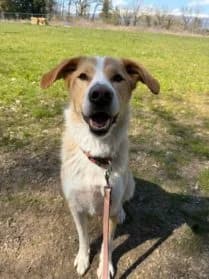Maïko, male 5yo mixed breed for adoption at SPA Genève, Geneva