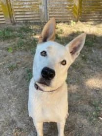 Coco, male Podenco for adoption at SPA Genève