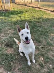 Coco, male Podenco for adoption at SPA Genève — photo 2 of 3
