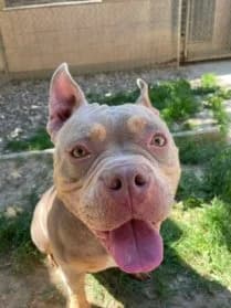 Nina,  4yo American Bully for adoption at SPA Genève, Geneva