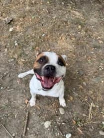 Tazar #En cours d’adoption, male 3yo Staffordshire Bull Terrier for adoption at SPA Genève, Geneva