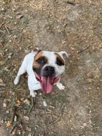 Tazar #En cours d’adoption, male Staffordshire Bull Terrier for adoption at SPA Genève — photo 2 of 2