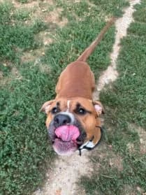Ronny #En cours d’adoption, male American Bully for adoption at SPA Genève