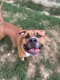 Ronny #En cours d’adoption, male American Bully for adoption at SPA Genève — photo 2 of 2