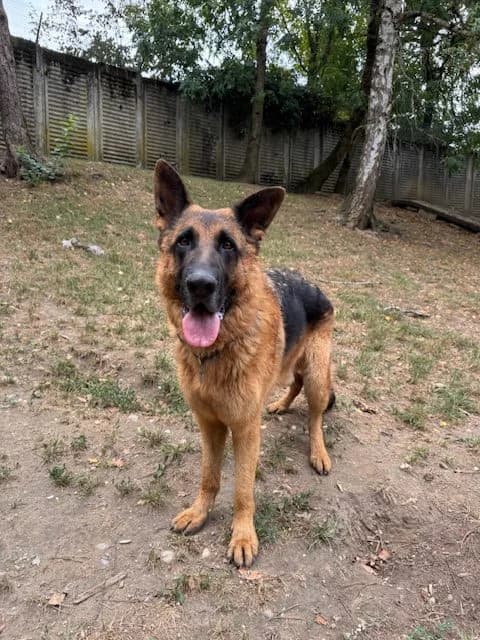 Starck, male 4yo German Shepherd for adoption at SPA Genève, Geneva