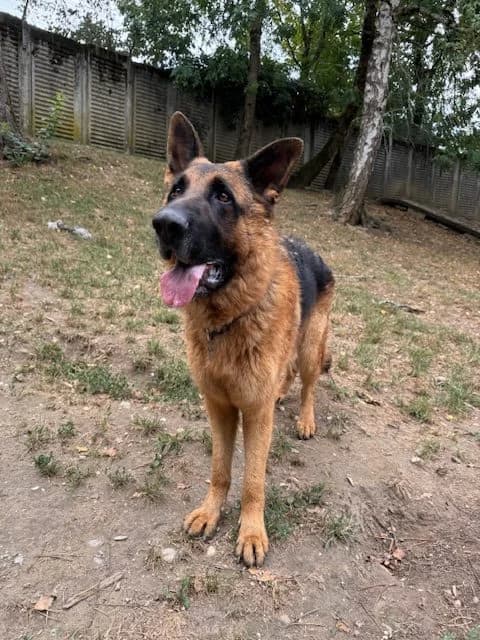 Starck, male German Shepherd for adoption at SPA Genève — photo 2 of 3