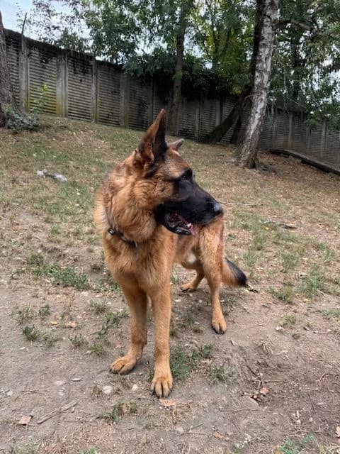 Starck, male German Shepherd for adoption at SPA Genève — photo 3 of 3