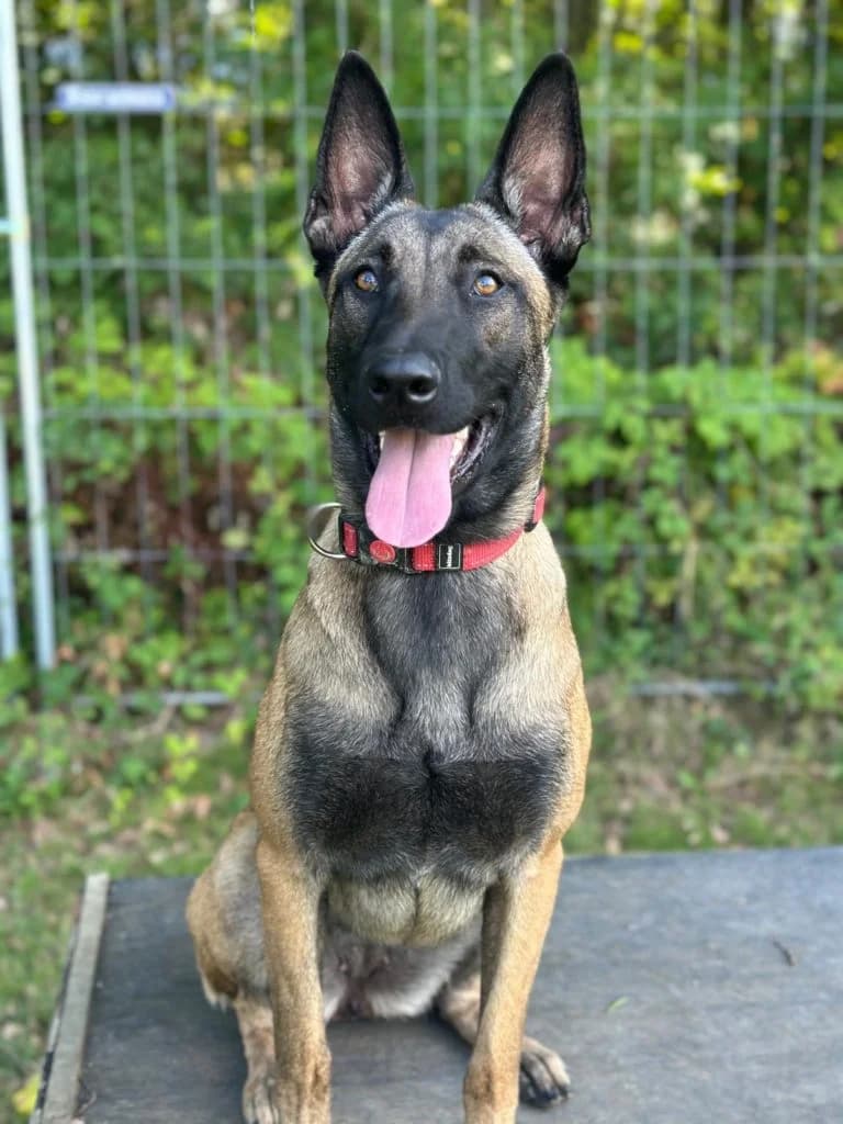 Chips, female young Belgian Malinois for adoption at SPA Genève, Geneva