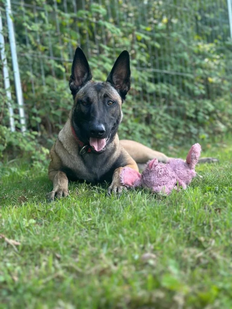 Chips, female Belgian Malinois for adoption at SPA Genève — photo 2 of 3
