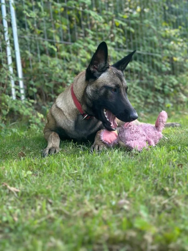 Chips, female Belgian Malinois for adoption at SPA Genève — photo 3 of 3