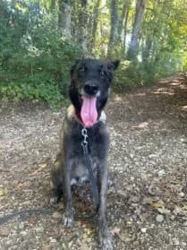 Ramsès,  Mixed Breed for adoption at SPA Genève