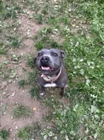 Shira, female 4yo Staffordshire Bull Terrier for adoption at SPA Genève, Geneva