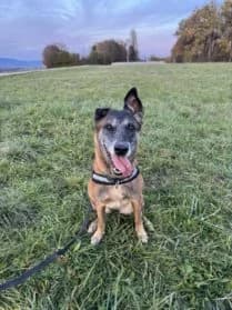 Ayke, female Belgian Malinois for adoption at SPA Genève