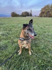 Ayke, female Belgian Malinois for adoption at SPA Genève — photo 2 of 3