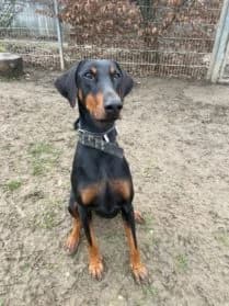 Iron, male 3yo Doberman for adoption at SPA Genève, Geneva