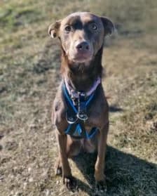 Dolorès, female 3yo Podenco for adoption at SPA Genève, Geneva