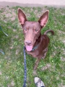 Dolorès, female Podenco for adoption at SPA Genève — photo 2 of 2