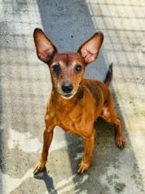 Fuego & Rhubarbe,  senior mixed breed for adoption at SPA Genève, Geneva