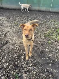 Gibs #En cours d’adoption, male young mixed breed for adoption at SPA Genève, Geneva