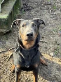 Terreau, male 3yo mixed breed for adoption at SPA Genève, Geneva