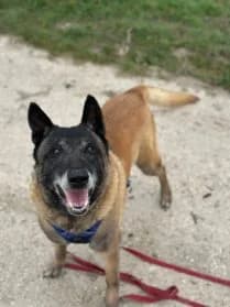 Jerry,  Mixed Breed for adoption at SPA Genève, Geneva