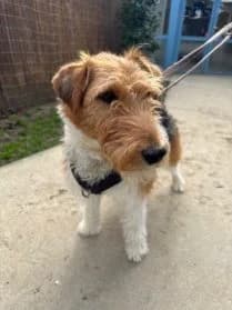 Kodiak #En cours d’adoption, male 5yo mixed breed for adoption at SPA Genève, Geneva