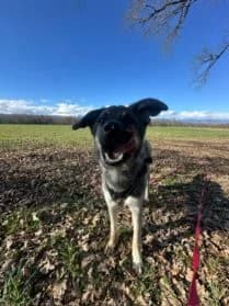Aimi #En cours d’adoption, female young Mixed Breed for adoption at SPA Genève, Geneva