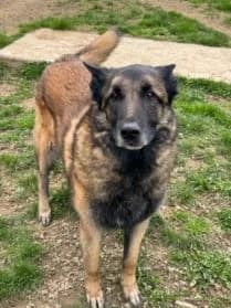 Oka,  Mixed Breed for adoption at SPA Genève, Geneva