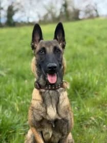 Tokyo #Réservée, female Belgian Malinois for adoption at SPA Genève, Geneva